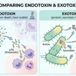 endotoxin vs exotoxin